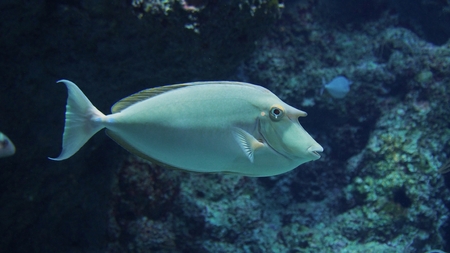 Whitemargin Unicornfish in the aquarium for educationの写真素材
