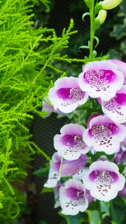 Beautiful Foxglove in a botanical gardenの写真素材