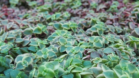 bush of leafs, natural green wall and backgroundの写真素材