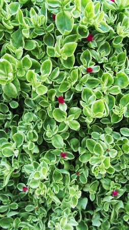 bush of leafs, natural green wall and backgroundの写真素材