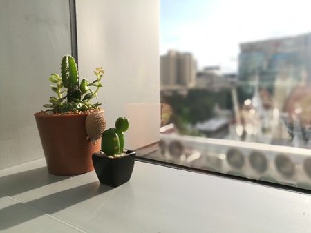 Small cactus near office windowの写真素材