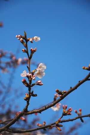 White sakura flower start to bloom in spring seasonの写真素材