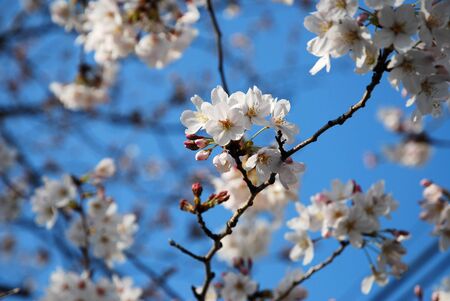 White sakura flower start to bloom in spring seasonの写真素材