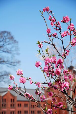 Blooming pink sakura in a gardenの写真素材