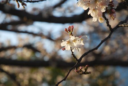 White blooming sakura in a gardenの写真素材