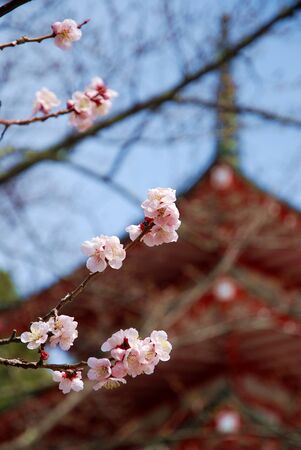 Springing sakura in the early of spring season in Japanの写真素材