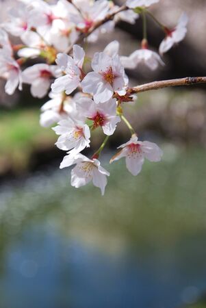 Blooming sakura over Shingashi river in Kawagoe, Japanの写真素材