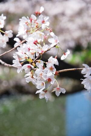 Blooming sakura over Shingashi river in Kawagoe, Japanの写真素材