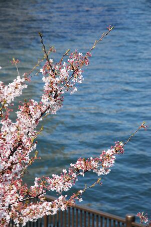 Blooming sakura in a garden near Sumida River, Tokyo.の写真素材