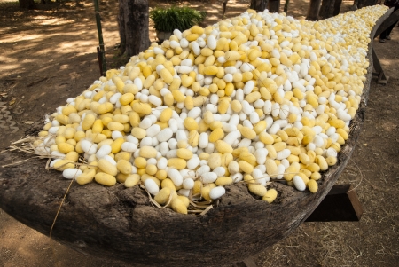 Silk Ballの写真素材