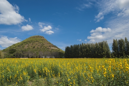 Field of Flowerの写真素材