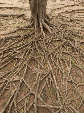 a tree with visible roots on the groundの写真素材