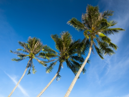 Three coconut trees at Samui Island Thailandの写真素材