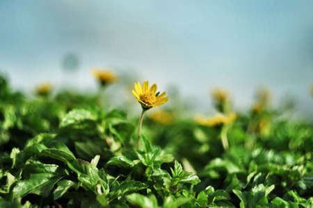 Yellow flowerの写真素材