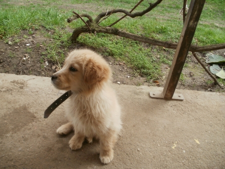 The little Golden retrieverの写真素材