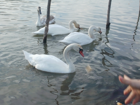 A beautiful swans on the riverの写真素材