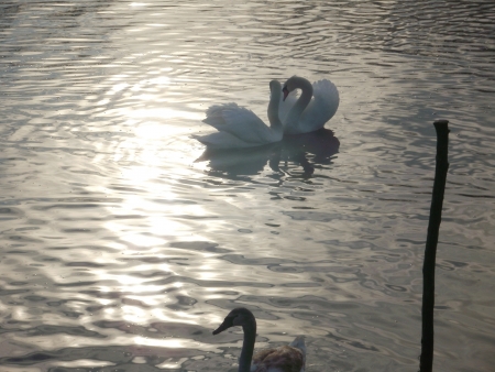 A pair of beautiful swans on the riverの写真素材