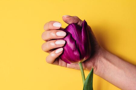 A hand with a beautiful manicure holds a tulip.の写真素材