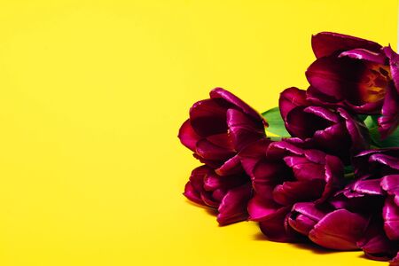 Purple tulips on a yellow backgroundの写真素材