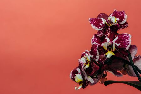 Purple orchid dotted on a pink background. Copyspace.の写真素材