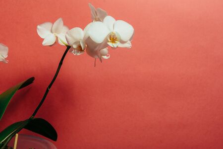 Orchid flowers on a red background with place for text.の写真素材