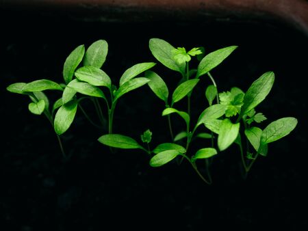Growing young parsley. Earth Day.の写真素材