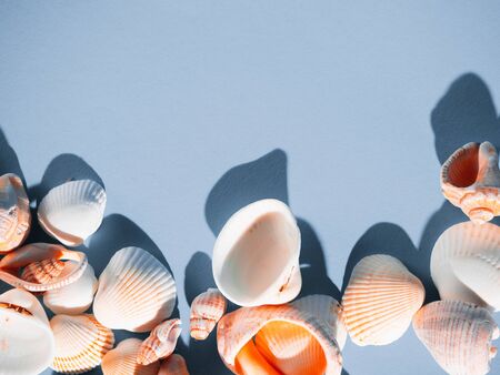 Frame of white shells on a blue background with copy space for text.