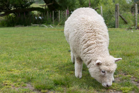 CClose up shot of Sheep on green grass and blue sky in New Zealand