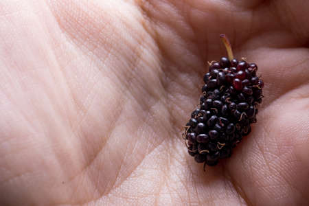 Mulberry in a hand, food backgroundの写真素材
