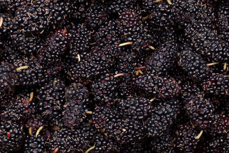 Fresh Black Mulberries, food backgroundの写真素材