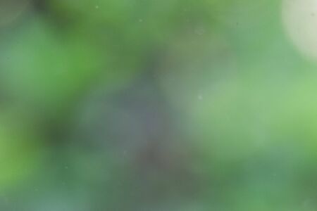 Abstract green nature bokeh backgroundの写真素材