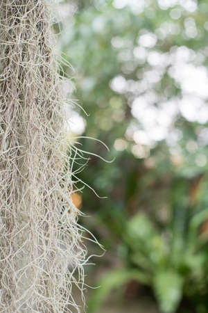 Spanish moss in grey with green bokeh pattern, abstract backgroundの写真素材