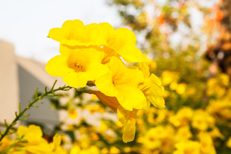 Yellow flowerの写真素材