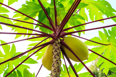 Yellow papaya fruits growing on tree in the garden