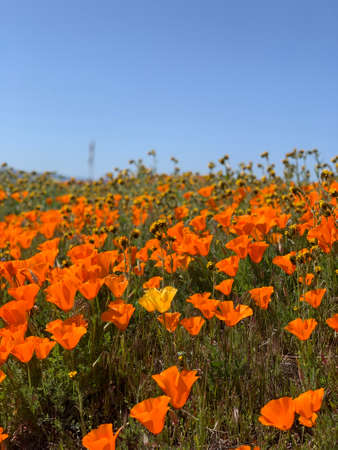 poppy fieldの写真素材