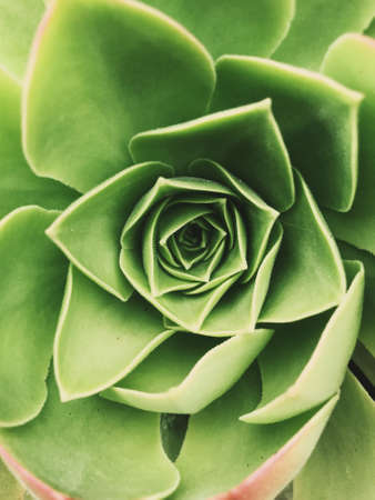 close up of succulentの写真素材