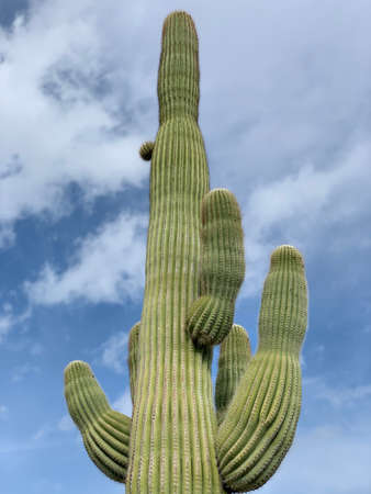 saguaro cactusの写真素材