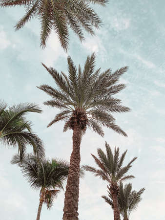 palm treesの写真素材