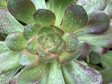 rain drops on succulentの写真素材