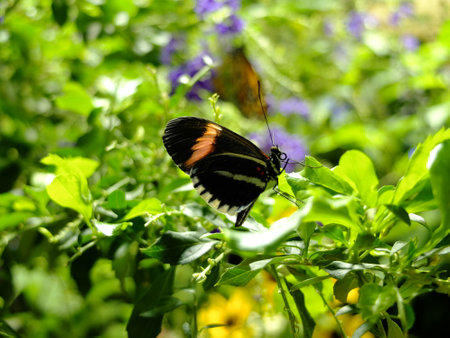Butterfly on a leafの写真素材