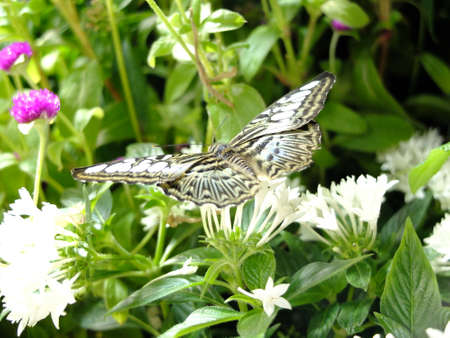 Butterfly on a leafの写真素材