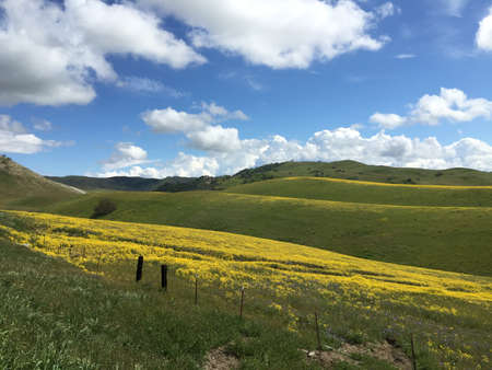 flowers in a meadow with rolling hillsの写真素材