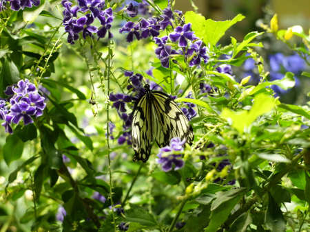 Butterfly on a leafの写真素材