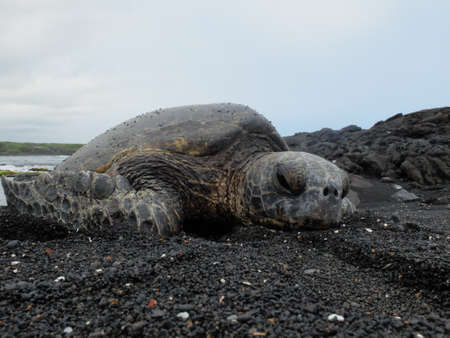 sea turtle on the beachの写真素材