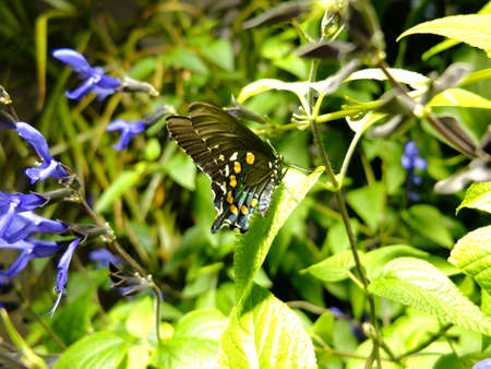 Butterfly on a leafの写真素材