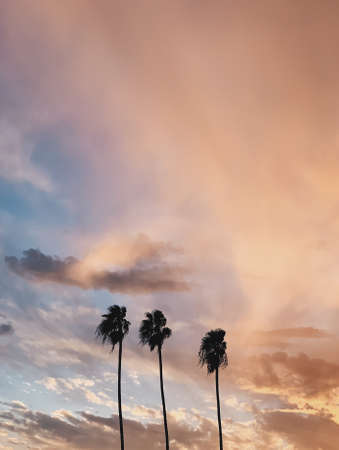 3 palm trees with clouds at sunset