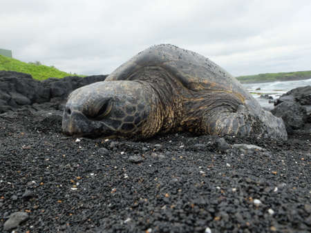 sea turtle on the beachの写真素材