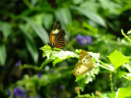 Butterfly on a leafの写真素材