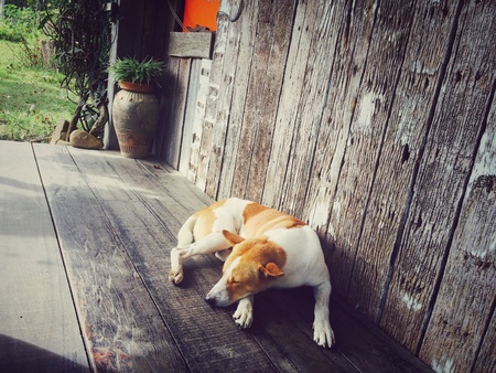 Sleeping dogの素材