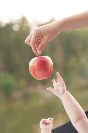 Close up of babies hands reaching out to apple in mothers hand on the autumn forest backgroundの写真素材